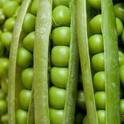West Coast Seeds Shelling Pea Seeds